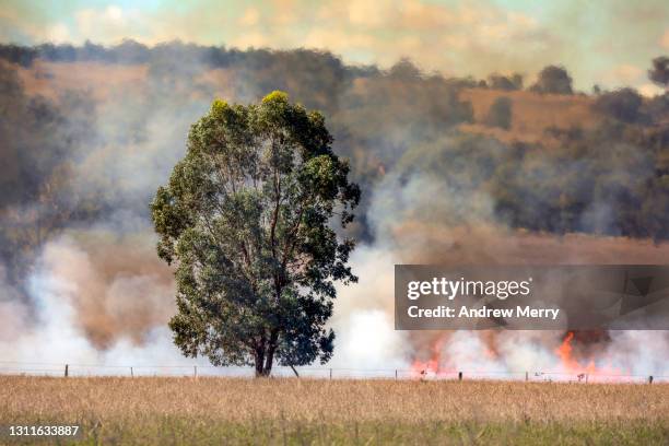 large tree, forest fire flames smoke cloud, farm and mountain - controlled fire stock pictures, royalty-free photos & images