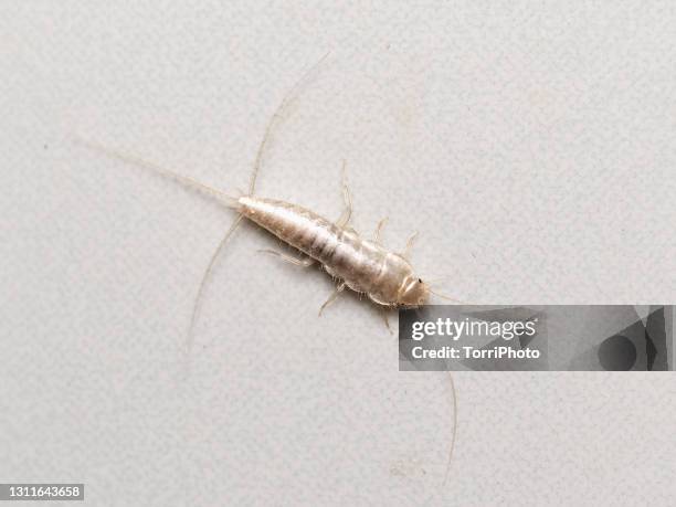 160 Silverfish Stock Photos, High-Res Pictures, and Images - Getty Images