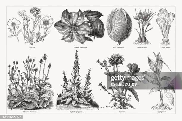 useful and medicinal plants, wood engravings, published in 1893 - crocus stock illustrations