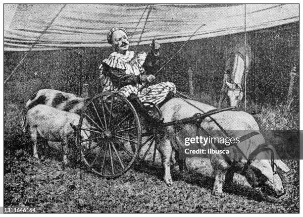 antique black and white photograph: circus animals, pig and clown - circus wagon stock illustrations