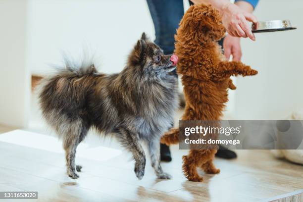 twee leuke kleine honden die ongeduldig wachten om te eten - hondenbak stockfoto's en -beelden