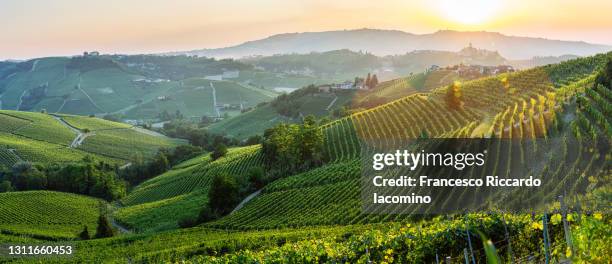 springtime vineyards and landscape at sunset. langhe, piedmont, italy - iacomino italy stock-fotos und bilder