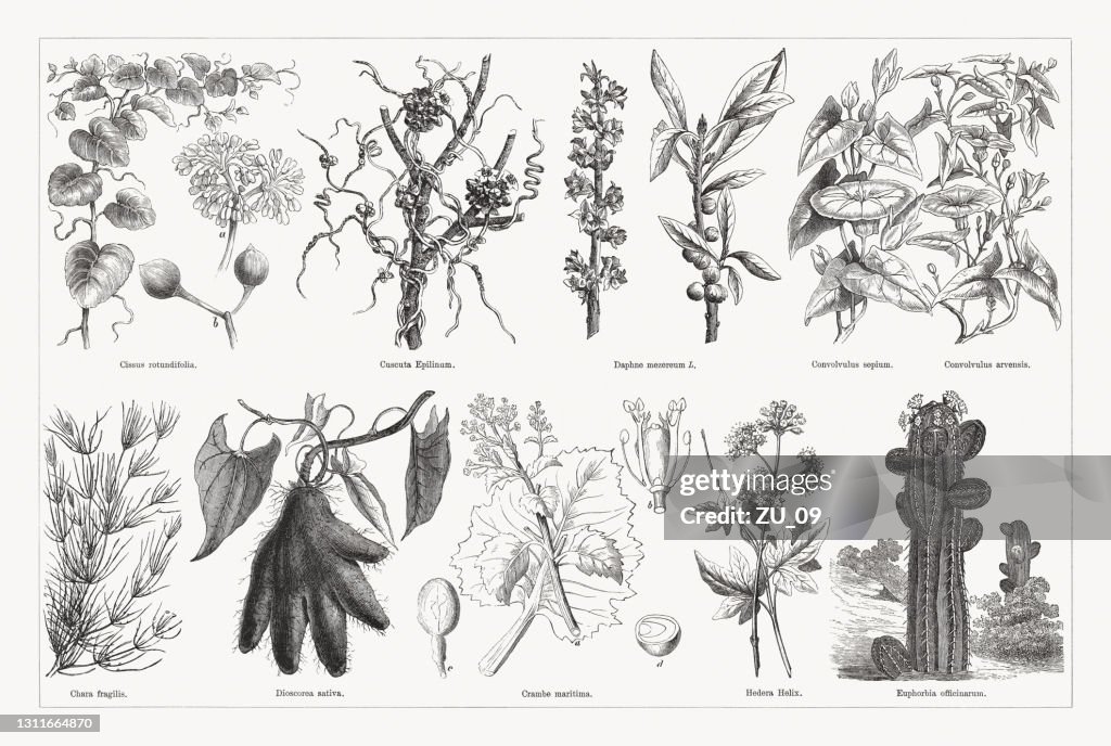 Useful and medicinal plants, wood engravings, published in 1893