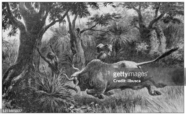 古董插圖：布法羅充電 - african buffalo 幅插畫檔、美工圖案、卡通及圖標