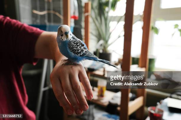 a budgie sits on the arm of a man or woman. a tame bird or pet on the owner's hand or palm. close-up. - domestic animals stock-fotos und bilder