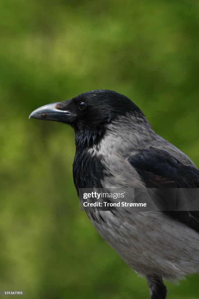 Hooded crow