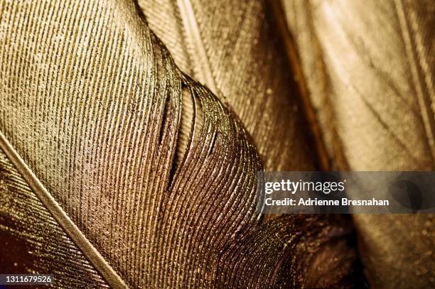 close-up of gold leaf feathers - feather texture stock pictures, royalty-free photos & images