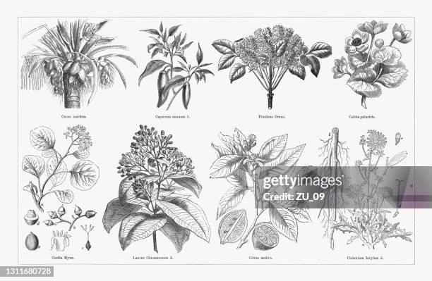 useful and medicinal plants, wood engravings, published in 1893 - chilli white background stock illustrations