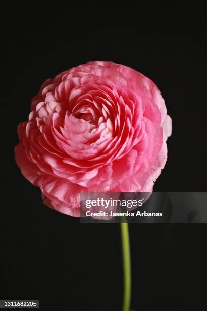 High Res Ranunculus Ranunculus Isolated Photos and Premium High Res Pictures - Getty Images