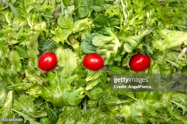 minimalist salat - lettuce and tomato - bindsla stockfoto's en -beelden