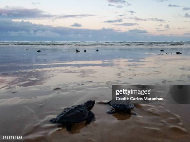 tartarugas recém nascidas na praia - hatching foto e immagini stock