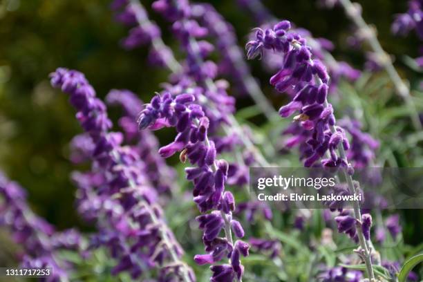 purple mexican sage - mexican bush sage stockfoto's en -beelden