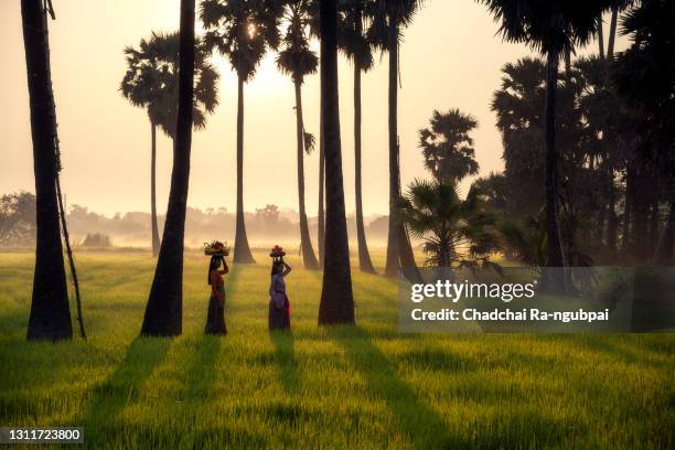 asian woman working walk in rice field in morning at bali indonesia. - campo de arroz fotografías e imágenes de stock