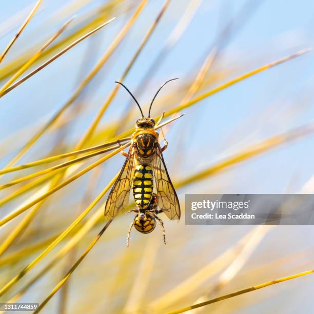 Insectwith Out Shell Wingless Insects Photos and Premium High Res Pictures - Getty Images