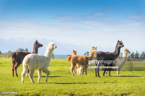 gruppe von alpaka haustiere farning lokale naturlandschaft grün gras feld berg hintergrund - llama stock-fotos und bilder