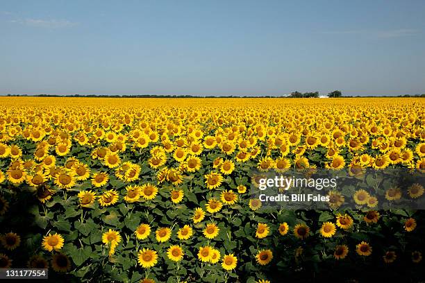 kansas sunflower field - kansas sunflowers stock pictures, royalty-free photos & images