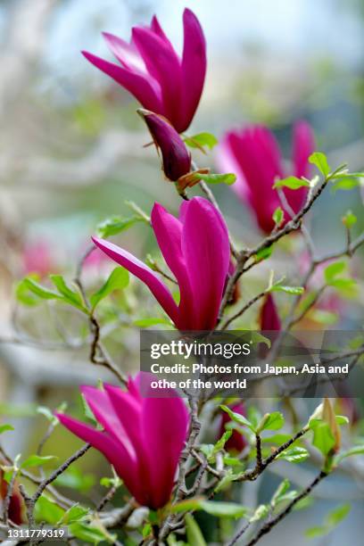 magnolia liliiflora / lily magnolia - jane magnolia stock pictures, royalty-free photos & images
