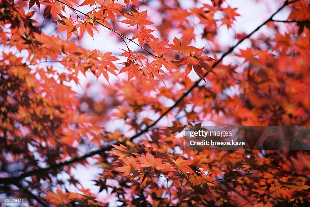 Red leaves of Japanese maple tree