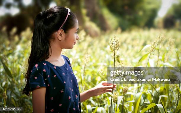 gelukkig indisch tienermeisje dat zich op sorghumgebied bevindt en van verse lucht geniet. - sorgo stockfoto's en -beelden