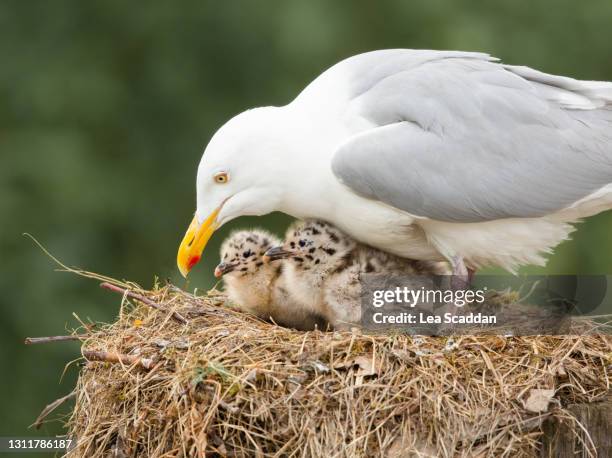 gull with chicks - herring gull stock pictures, royalty-free photos & images