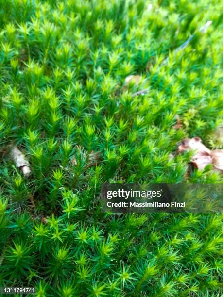 157 Haircap Moss Photos and Premium High Res Pictures - Getty Images 157 Haircap Moss Photos and Premium High Res Pictures - Getty Images