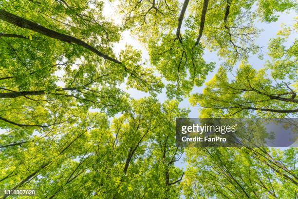 bottom view of forest in spring - treetop imagens e fotografias de stock