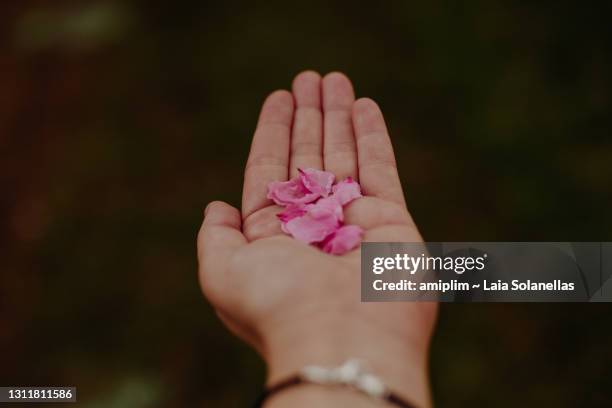 mano sujetando pétalos de color rosa - pétalos de rosa stock pictures, royalty-free photos & images