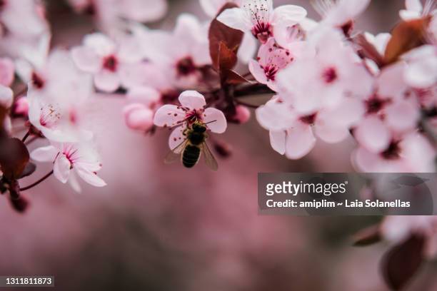 abeja polinizando una flor de color rosa en primavera - rosa flor stock pictures, royalty-free photos & images