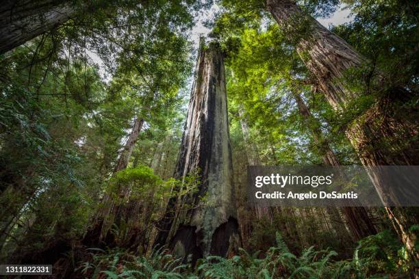 burnt tree stump - redwood national park bildbanksfoton och bilder