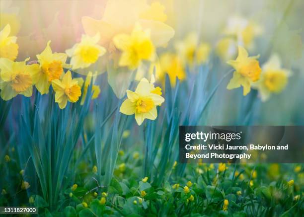 lovely spring daffodils in bloom at the john james audubon center, pennsylvania - yellow flowers stock pictures, royalty-free photos & images