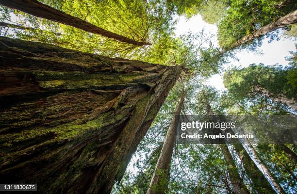 tall redwood trees - sequoia rossa foto e immagini stock