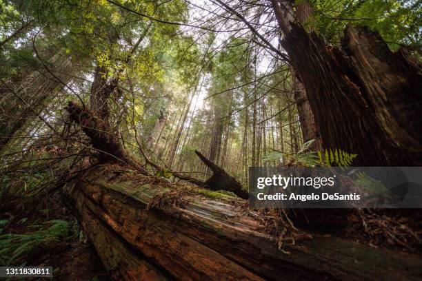 downed redwood - marcio foto e immagini stock