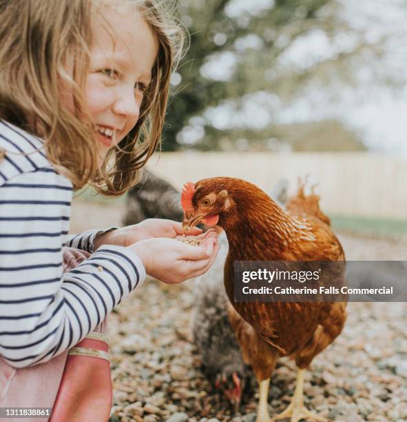 young child hand feeds a chicken - animal behavior ストックフォトと画像