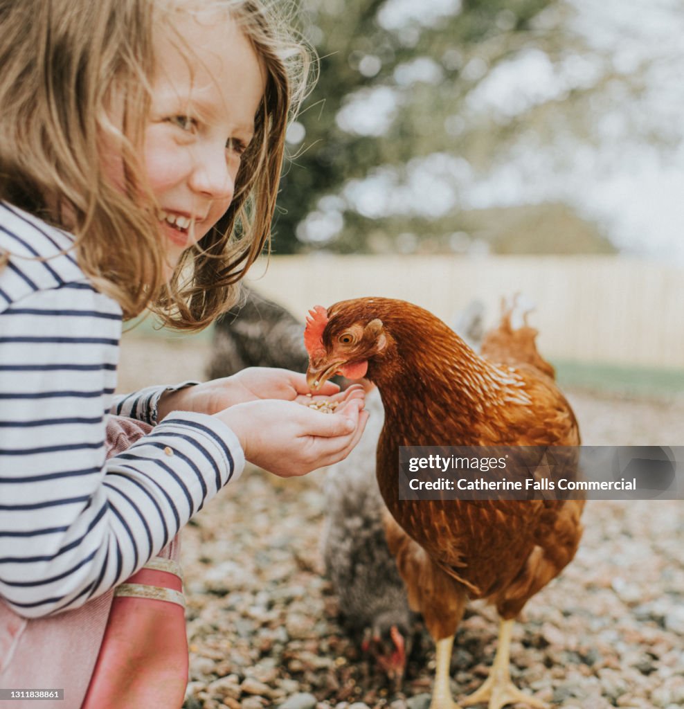 Young child hand feeds a chicken