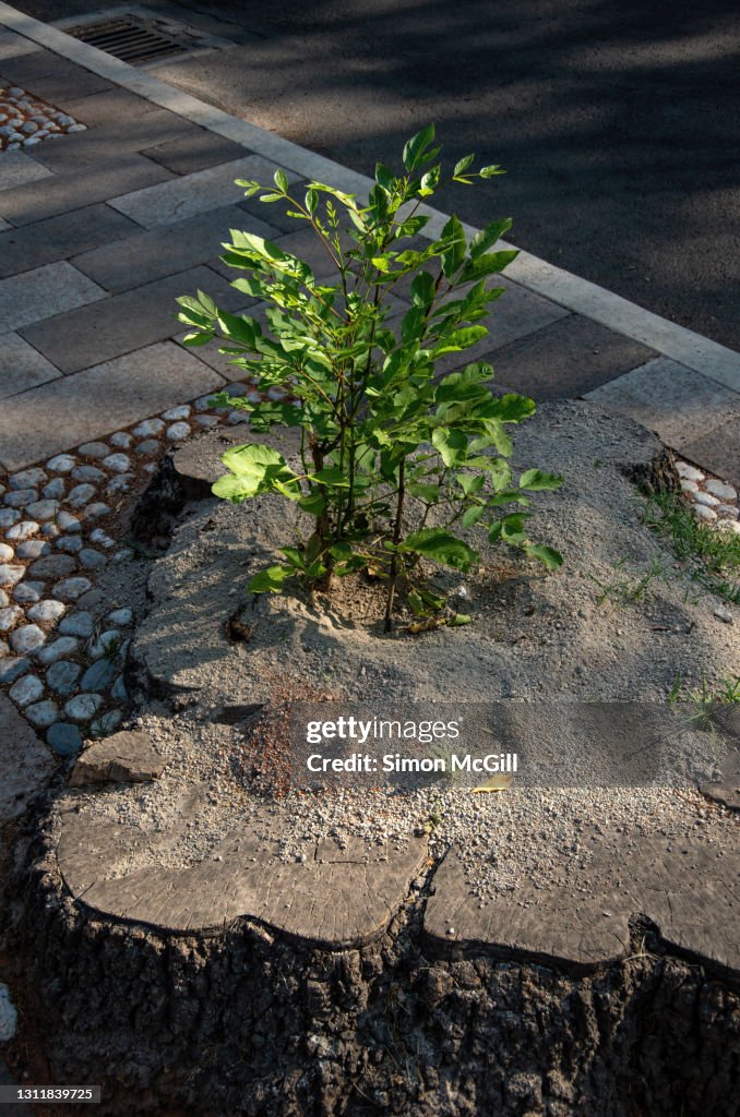New growth sprouts from a street tree's stump