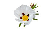 Labdanum or gum rockrose or cistus ladanifer flower
