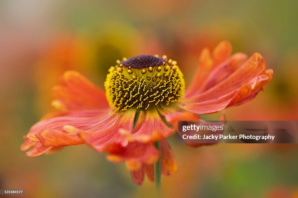 Orange helenium flower