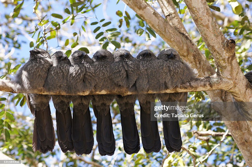 Apostle birds