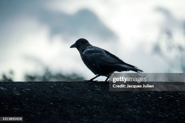 crow perching against sky - rook - fotografias e filmes do acervo