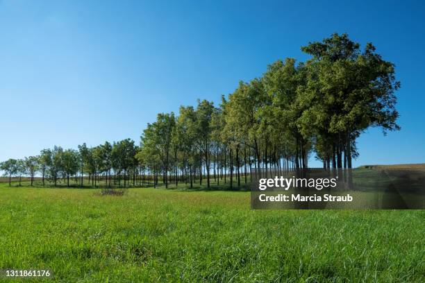 green leafy trees in a row - treelined stock pictures, royalty-free photos & images