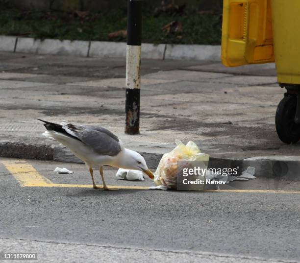 seagull looks in the trash - seagull stockfoto's en -beelden