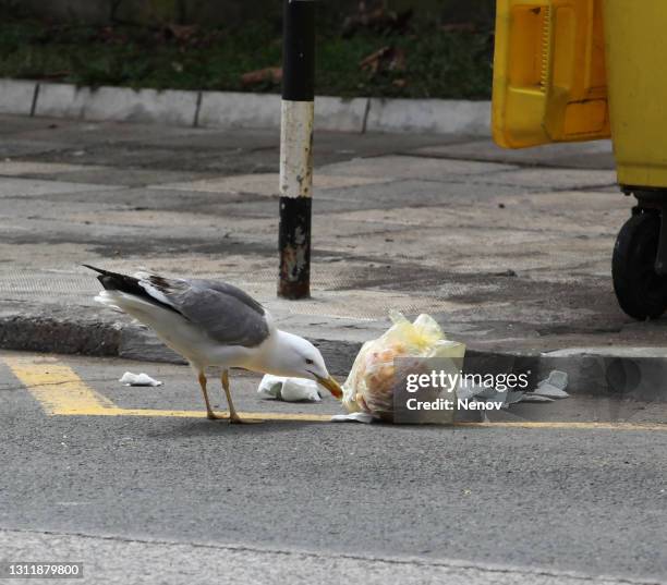 seagull looks in the trash - garbage bag stock pictures, royalty-free photos & images
