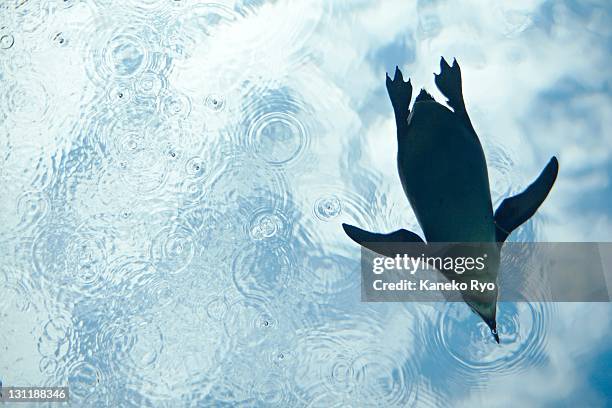 wings for swimming - japan penguin bildbanksfoton och bilder