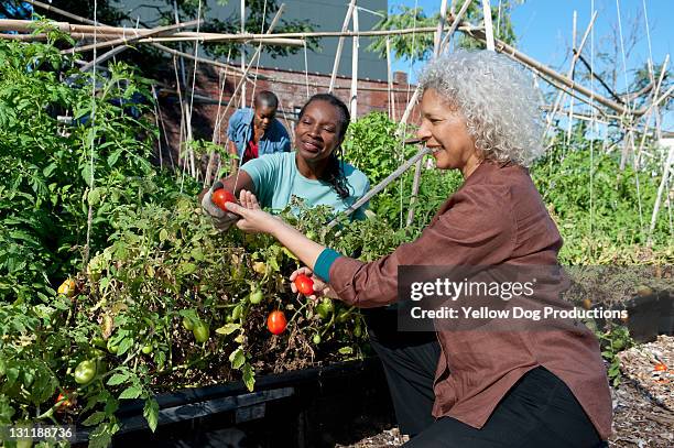 mature women working in organic community garden - community garden stock pictures, royalty-free photos & images