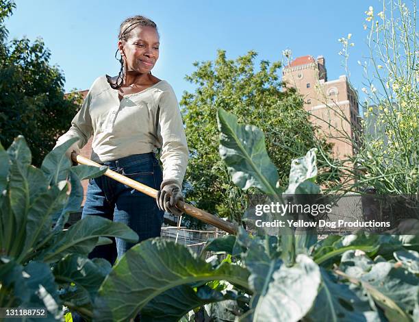 mature woman working in urban community garden - newark new jersey neighborhood stock pictures, royalty-free photos & images