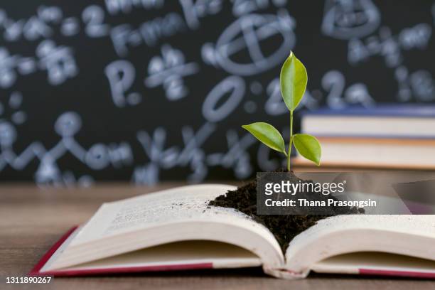 education concept with tree of knowledge planting on opening - day of the week stockfoto's en -beelden