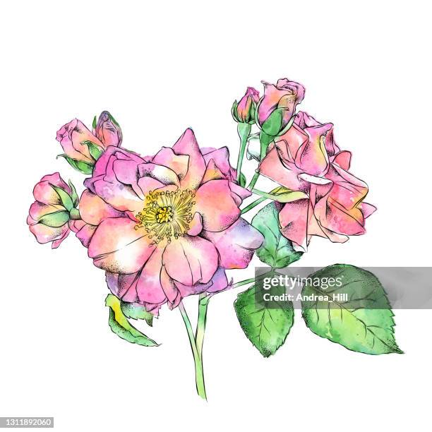 Wild Roses Large Scale Drawing 68 Wild Rose Sketch Stock Photos, High-Res Pictures, and Images - Getty ...