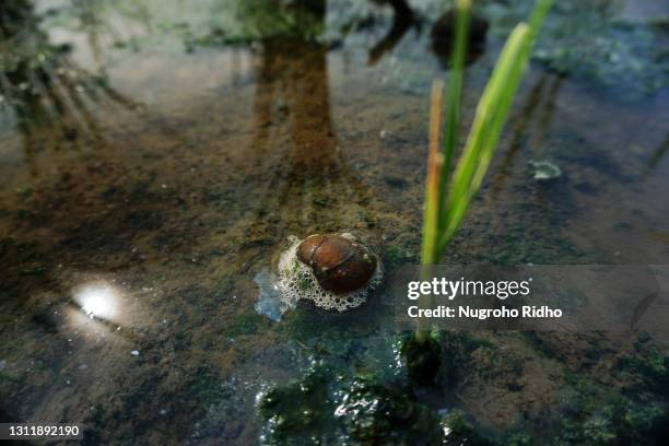 pomacea canaliculata snail in the field - água doce imagens e fotografias de stock