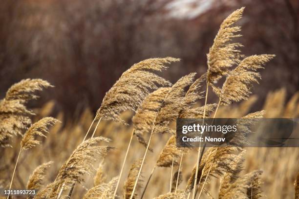 image of feather reed grass - pampa stock-fotos und bilder