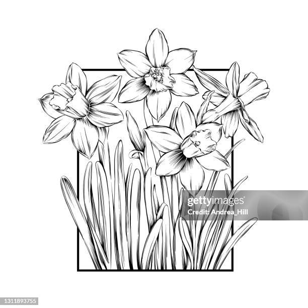 ilustrações, clipart, desenhos animados e ícones de ilustração do vetor de tinta daffodils - paperwhite narcissus